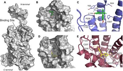 Effects of Bisphenols on RACK1 Expression and Their Immunological Implications in THP-1 Cells